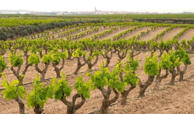 Casa Rural Ardetxal A 16Km De Logrono Y Laguardia Vinaspre Buitenkant foto